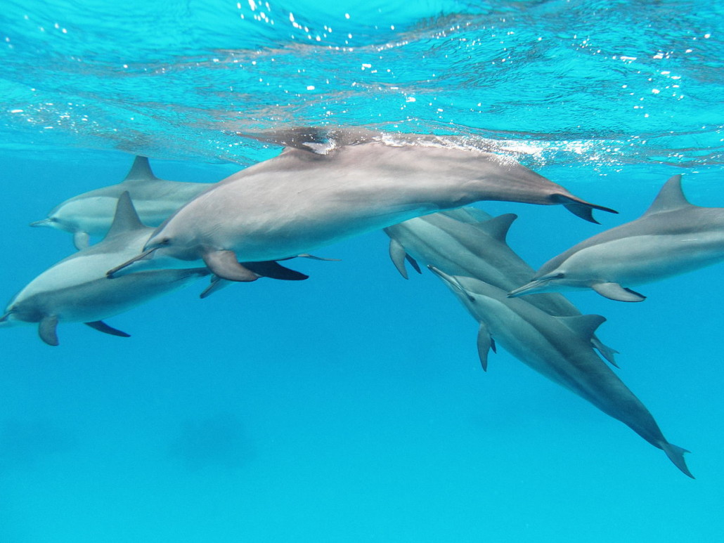 Spinner Dophins