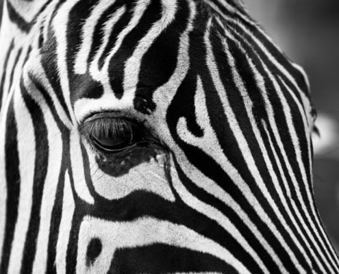 WooCommerce Zipping Zebra
