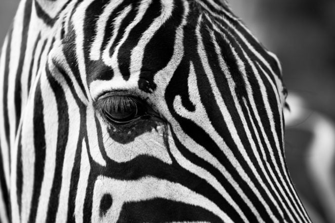 WooCommerce Zipping Zebra