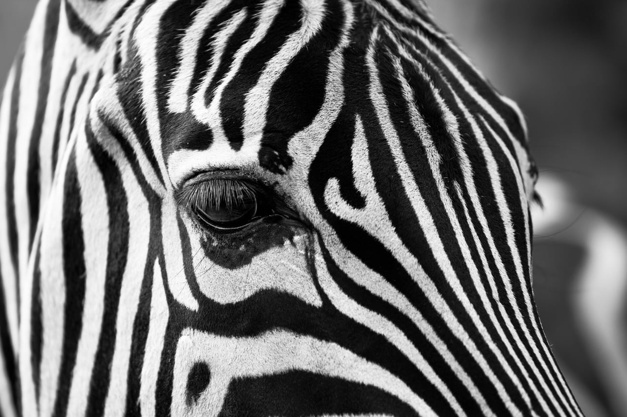 WooCommerce 2.6 Zipping Zebra