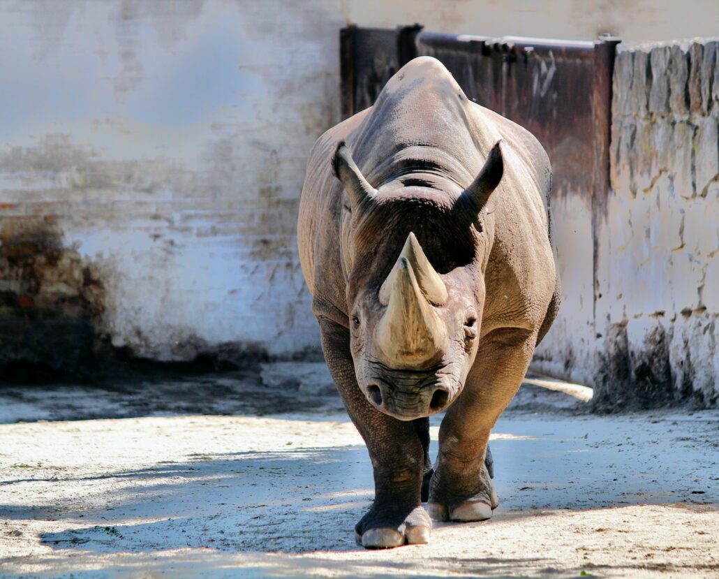 Rhino Web Stories