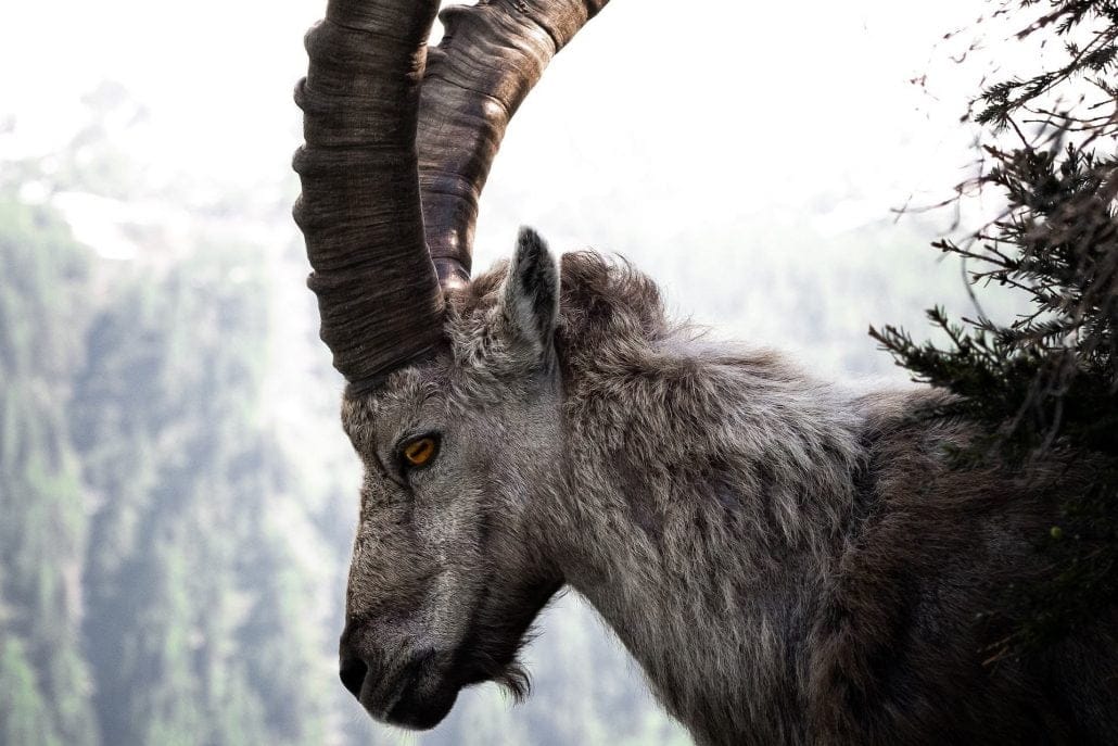 what is the meaning of goat in english