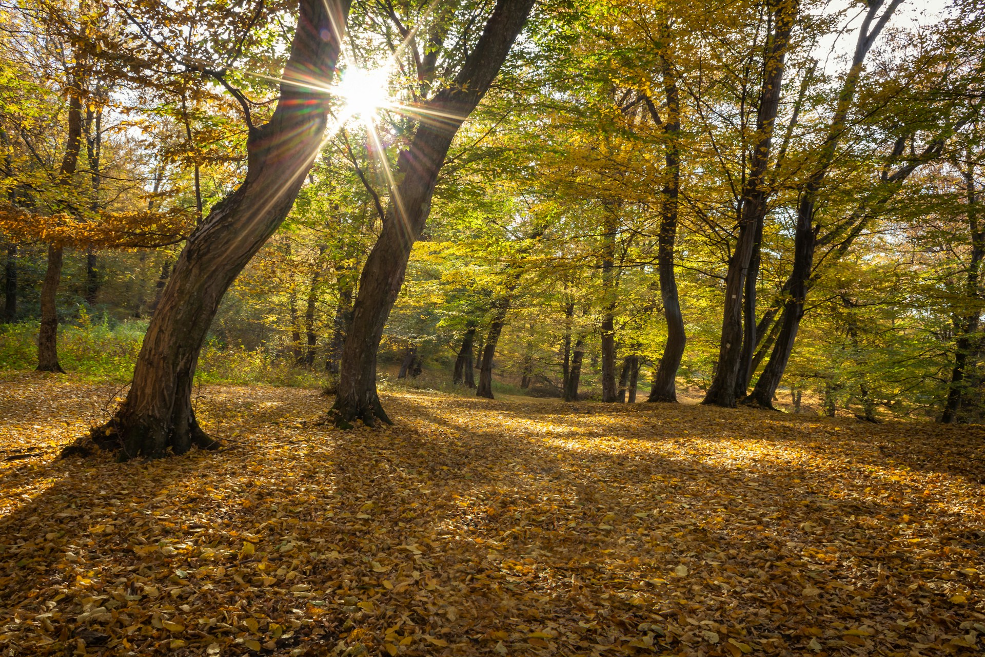 Herbstwald mit gelbem Laub und Sonnenstrahlen zwischen den Bäumen