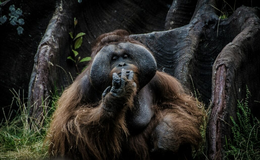 Orangutan in Forest